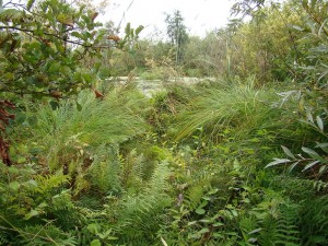 Cicuto virosae - Caricetum paniculatae