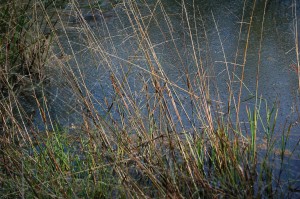 Glycerion fluitantis