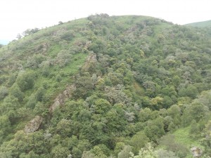 Sorbo torminalis - Quercetum pyrenaicae