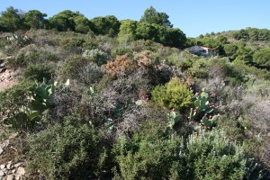 Cytiso spinosi - Ericetum arboreae