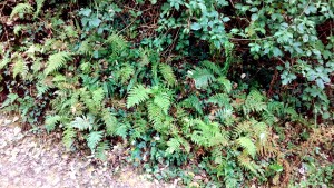 Blechno spicantis - Osmundetum regalis