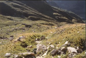 Helictotricho sedenensis - Bellardiochloetum variegatae