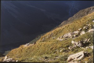 Helictotricho sedenensis - Bellardiochloetum variegatae