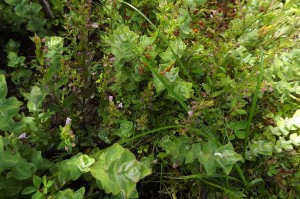 Anagallido tenellae - Juncetum bulbosi