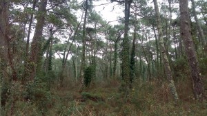 Pino pinastri subsp. atlanticae - Quercetum suberis