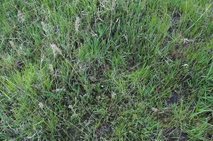 Anagallido tenellae - Pinguiculetum lusitanicae