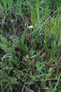 Anagallido tenellae - Pinguiculetum lusitanicae