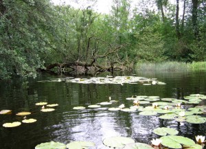 Nymphaeo albae - Nupharetum luteae