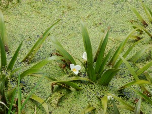 Stratiotetum aloidis