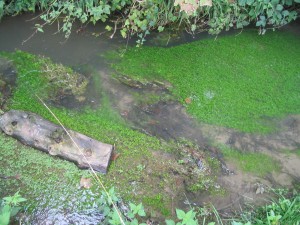 Veronico beccabungae écoph. rhéophile - Callitrichetum platycarpae écoph. rhéophile