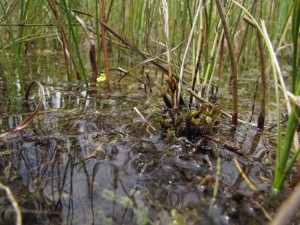 Utricularietum intermedio - minoris
