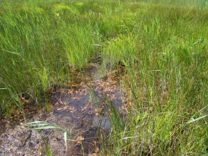Potamogetonetum colorati écoph. stagnophile