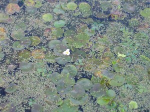 Hydrocharitetum morsus-ranae