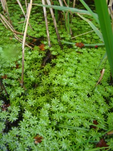 Callitrichetum platycarpo - obtusangulae écoph. stagnophiles