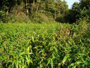 Persicario hydropiperis - Bidentetum tripartitae