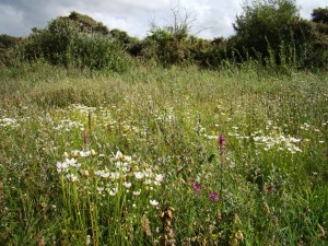 Caricion viridulo - trinervis