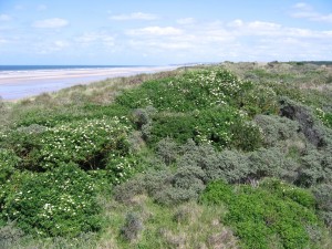 Sambuco nigrae - Hippophaetum rhamnoidis subsp. rhamnoidis