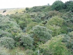 Ligustro vulgaris - Hippophaeion rhamnoidis