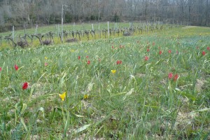 Gageo pratensis - Allion schoenoprasi