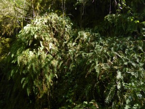 Polypodietum interjecto - vulgaris