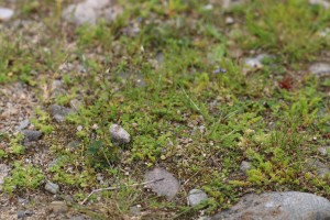 Crassulo tillaeae - Aphanetum australis