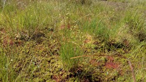 Drosero intermediae - Rhynchosporetum albae