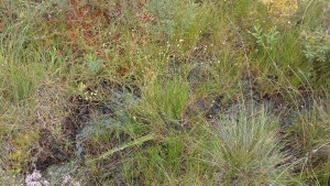 Drosero intermediae - Rhynchosporetum albae