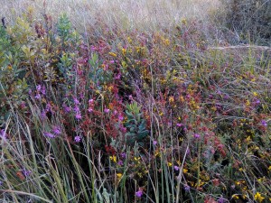 Ulici minoris - Ericion tetralicis