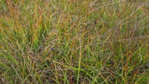 Caricion davallianae