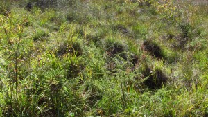 Caricion davallianae