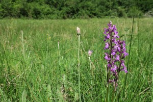 Hydrocotylo vulgaris - Juncetum subnodulosi