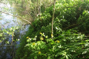 Chelidonio majoris - Parietarietum officinalis