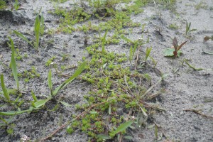 Spergulo rubrae - Illecebretum verticillati