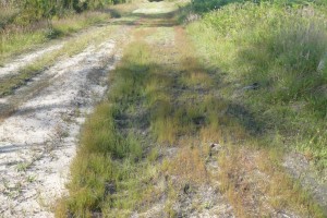 Spergulo rubrae - Illecebretum verticillati