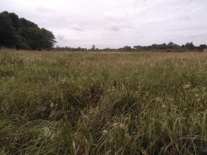 Phragmition australis