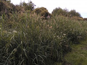 Phragmition australis