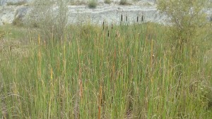 Sparganio erecti - Typhetum latifoliae