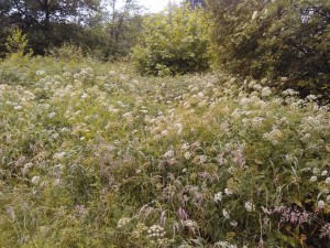 Oenantho crocatae - Phalaridetum arundinaceae
