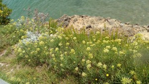 Crithmo maritimi - Limonion binervosi