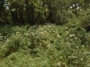 Pteridio aquilini - Oenanthetum crocatae