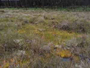 Narthecio ossifragi - Schoenetum nigricantis