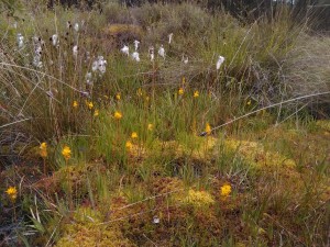 Narthecio ossifragi - Schoenetum nigricantis