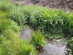 Oenanthion aquaticae