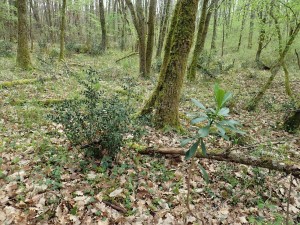 Daphno laureolae - Ruscetum aculeati