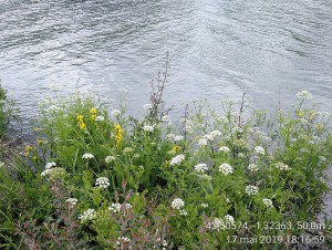 Senecioni aquatici - Oenanthetum crocatae