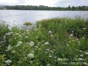 Filipendulo ulmariae - Convolvuletea sepium