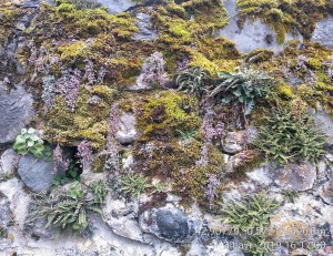 Umbilico rupestris - Asplenietum ceterach