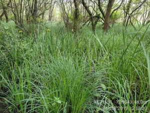 Phragmito australis - Caricetea elatae