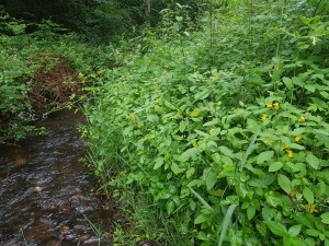 Persicario hydropiperis - Impatientetum noli-tangeris