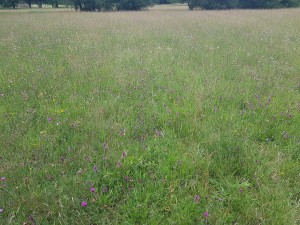 Scorzonero humilis - Serapiadetum linguae